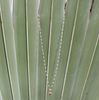 Gigi Clozeau Classic Sun Necklace White/Pink Gold